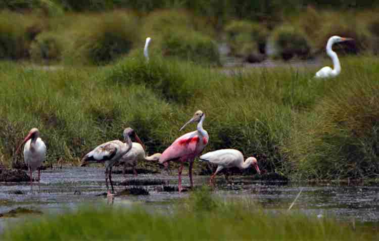 spoonbills